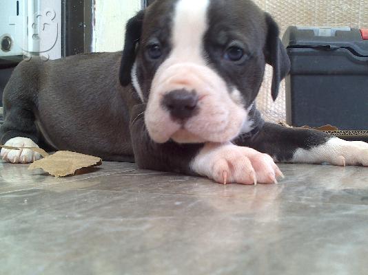 PoulaTo: pitbull merle